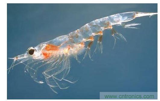 可大量供應(yīng)的普通蝦殼中含有開發(fā)高效率有機(jī)太陽能電池所需的成份。