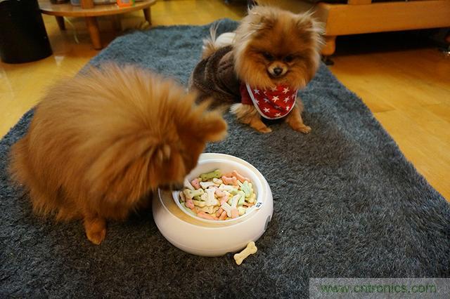 科學(xué)喂養(yǎng)從狗娃做起&mdash;&mdash;逗愛乖乖碗測試