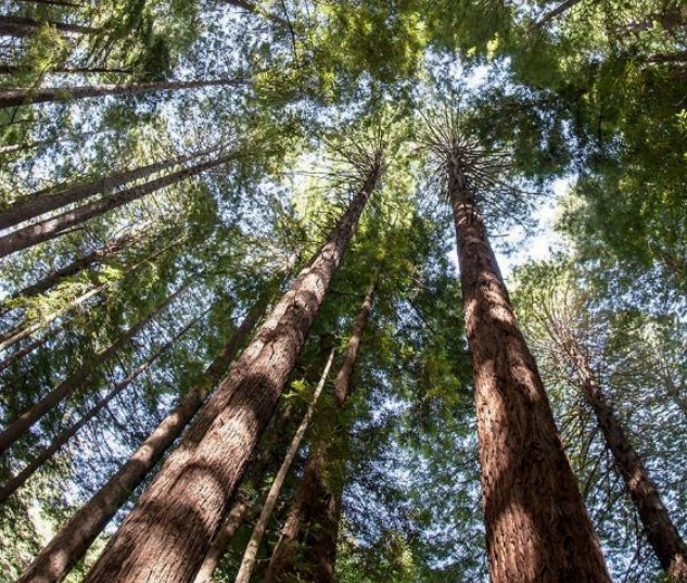 ST:不止于“芯”,半導體業(yè)如何為ESG可持續(xù)發(fā)展賦能